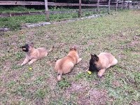 CHIOT
