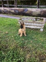 CHIOT